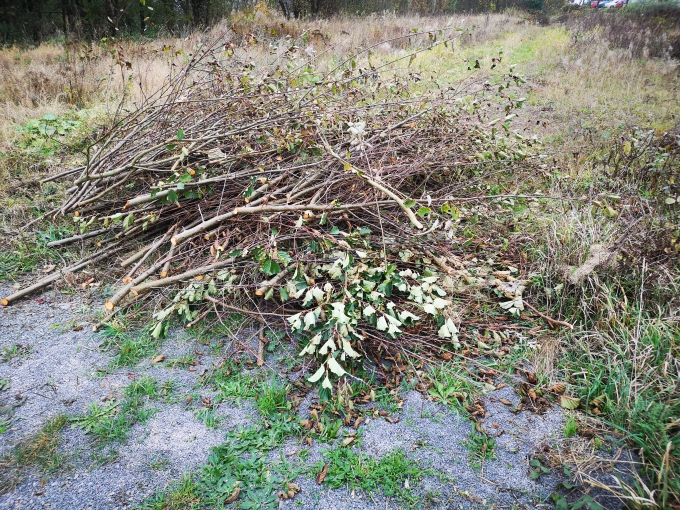 1 Bild 1